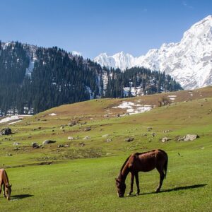 Sonamarg__Meadow_of_Gold__(14592437483)